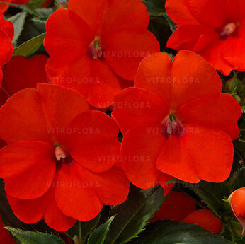 SunPatiens® Compact Electric Orange
