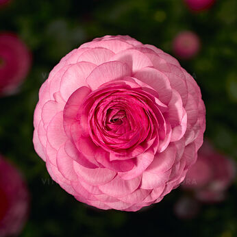 Mache™ Pink