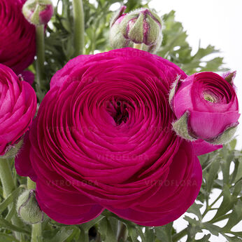 Mache™ Rose