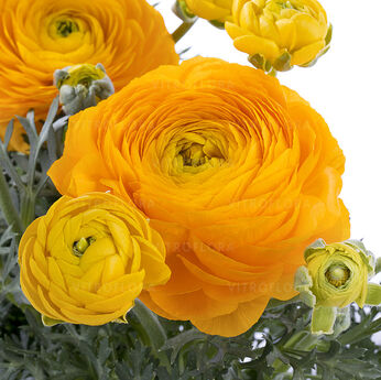 Mache™ Yellow
