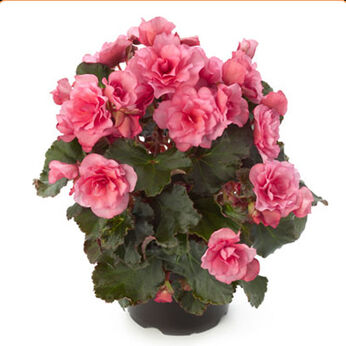 Glory Pink