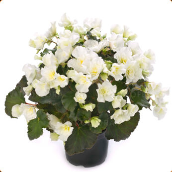 Glory White
