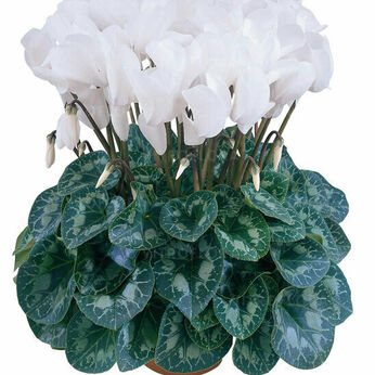 Halios HD Blanc Pur 2124 (Pure White)