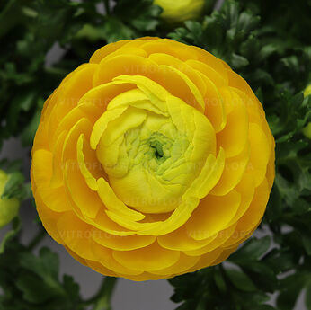 Bloomingdale II Golden Yellow