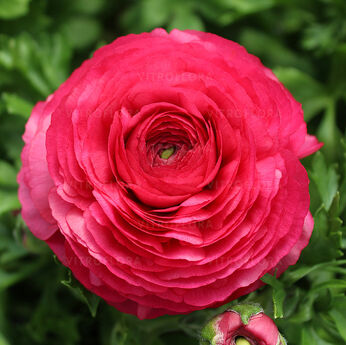 Bloomingdale II Rose Shades