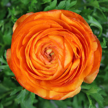 Bloomingdale II Orange Shades