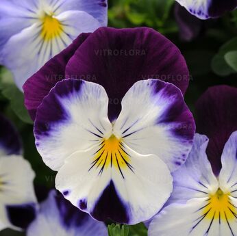 Cool Wave Violet Wing