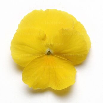 Cool Wave Golden Yellow