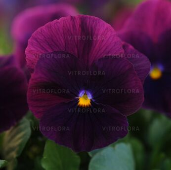 Cool Wave Purple