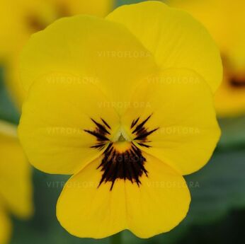 Cornet Yellow Blotch