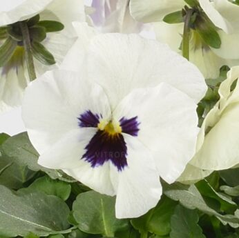 Cornet White Blotch Imp.