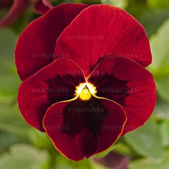 Cornet Red XL