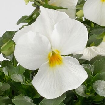 Cornet White