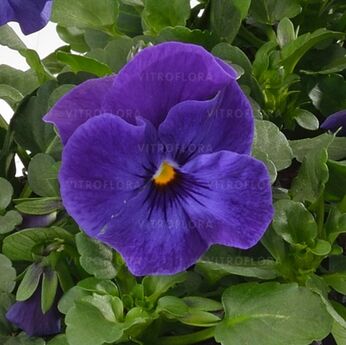 Cornet Deep Blue Blotch