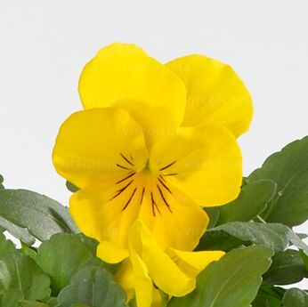 Cornet Yellow