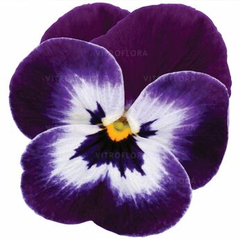Cornet Purple Face