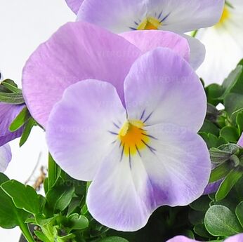 Cornet Lavender Pink
