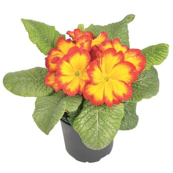 München Elcora Red