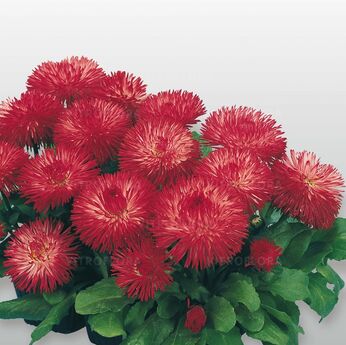 Habanera Red