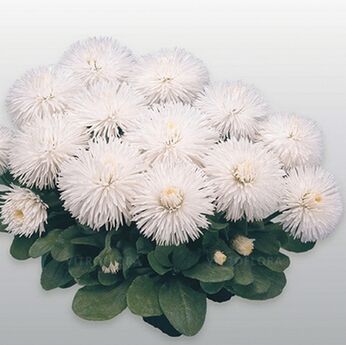Habanera White