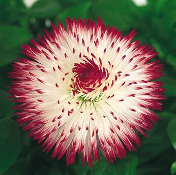 Habanera White with Red Tips