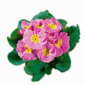 Hethor Clear Pink - mid