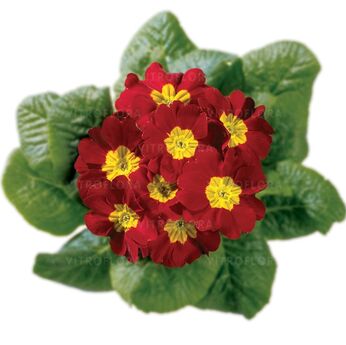 Hethor Red - late