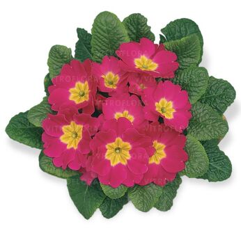 Hethor Pink - mid