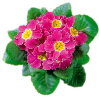 Hethor Pink Pastel  - mid
