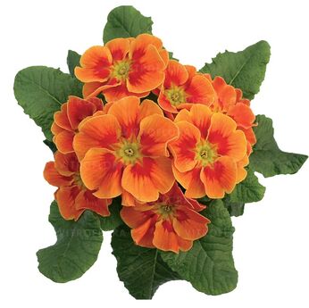 Hethor Tagetes Orange - mid