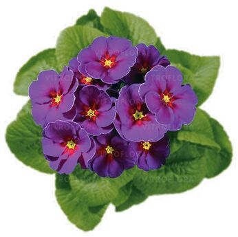 Hethor Springsun Violet - mid