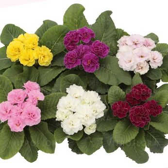 Hethor Petticoat Double Mix