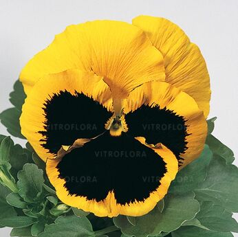 Inspire® Yellow Blotch