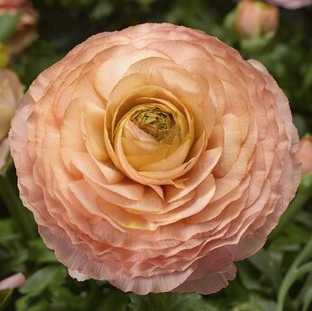 Magic™ Pink & Peach