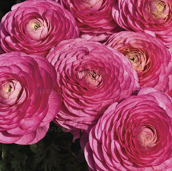 Magic™ Rose