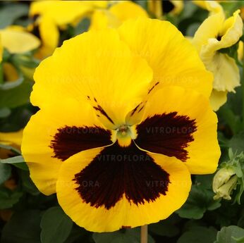 DeluXXe Yellow Blotch