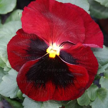 DeluXXe Red Blotch