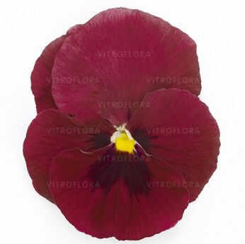 DeluXXe Deep Rose Blotch
