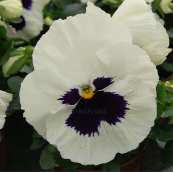 DeluXXe White Blotch