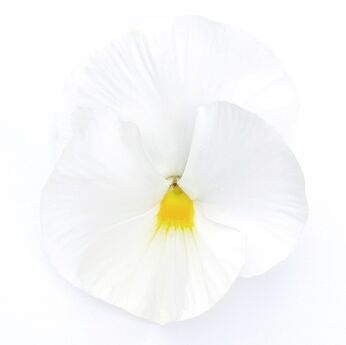 DeluXXe White