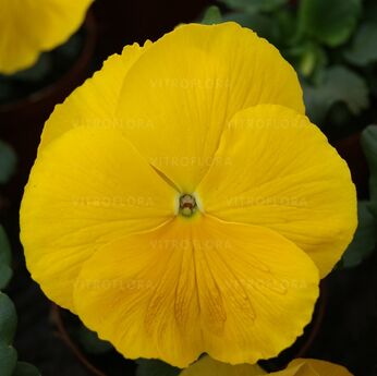 DeluXXe Yellow
