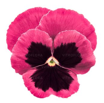 DeluXXe Pink Surprise Blotch