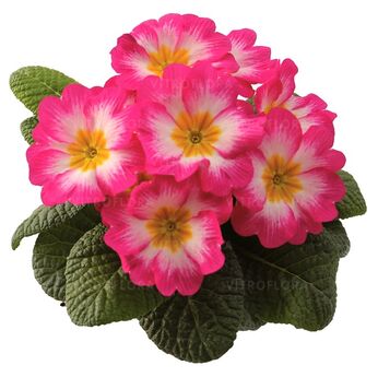 Rambo Pink Flame - średniowczesna