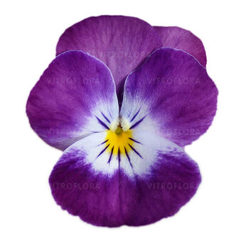 Cornet Purple Rose Wing