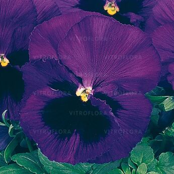 Inspire® Blue Blotch