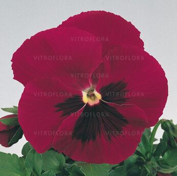 Inspire® Carmine Blotch