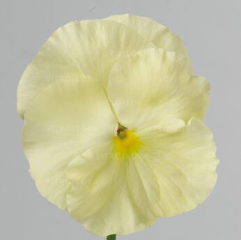 Inspire® Lemon