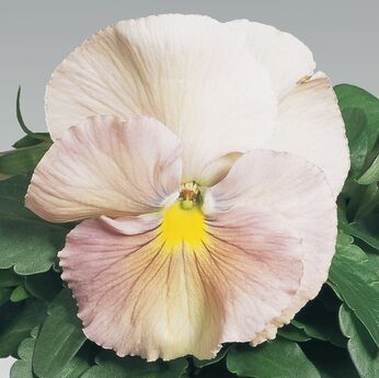 Inspire® Peach Shades