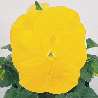 Inspire® Yellow