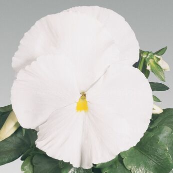 Inspire® White